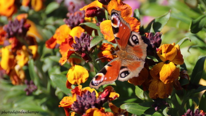 Papillon Vulcain