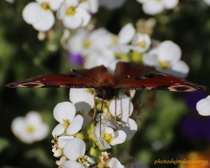 Papillon Vulcain