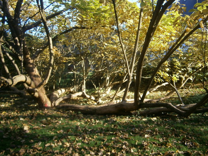 Parc de Mariemont (Belgique)