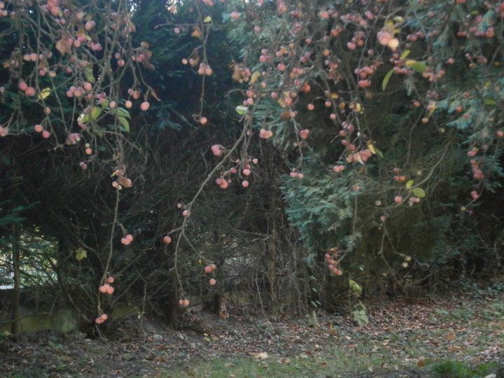 Parc de Mariemont (Belgique)