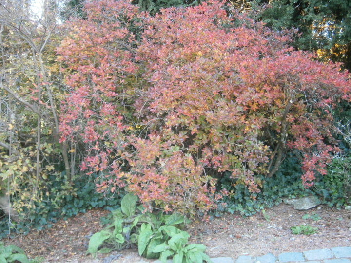 Parc de Mariemont (Belgique)