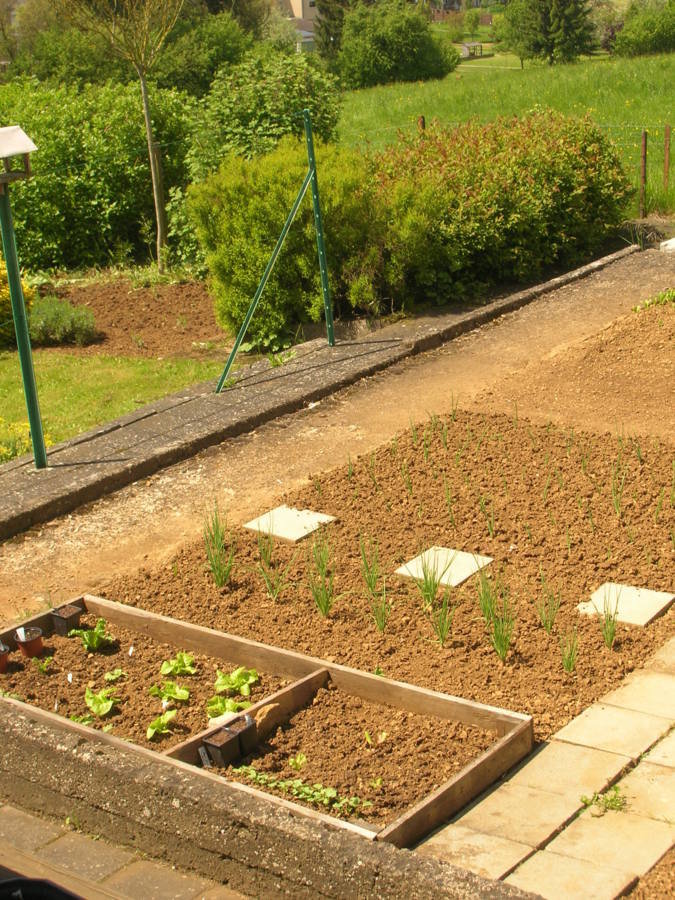 Partie gauche du potager