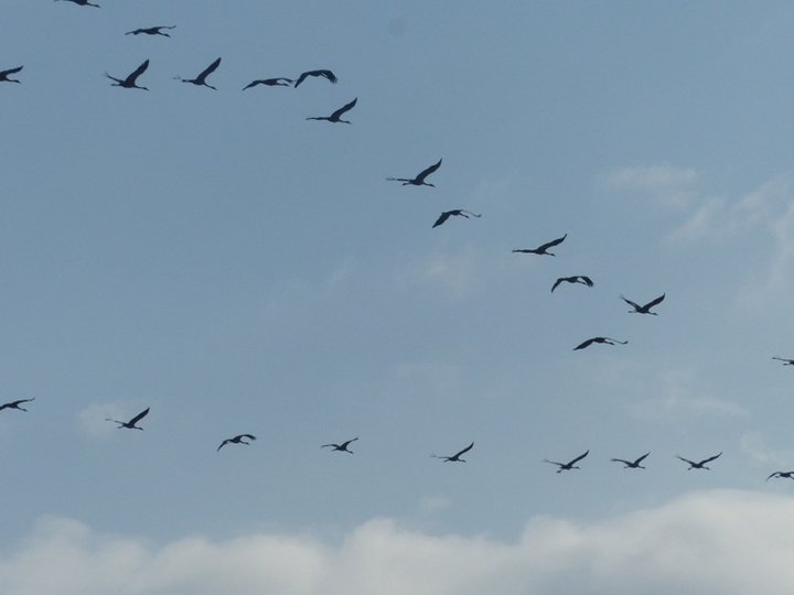 Passages des grues. en Novembre 2018.