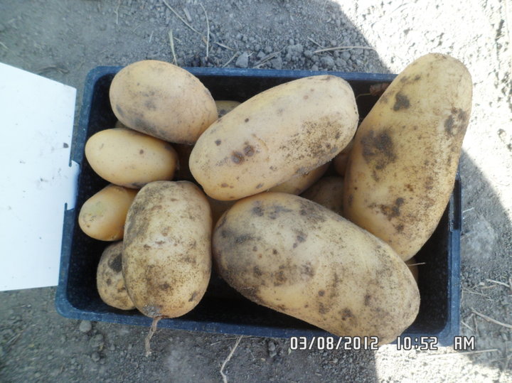 Patate