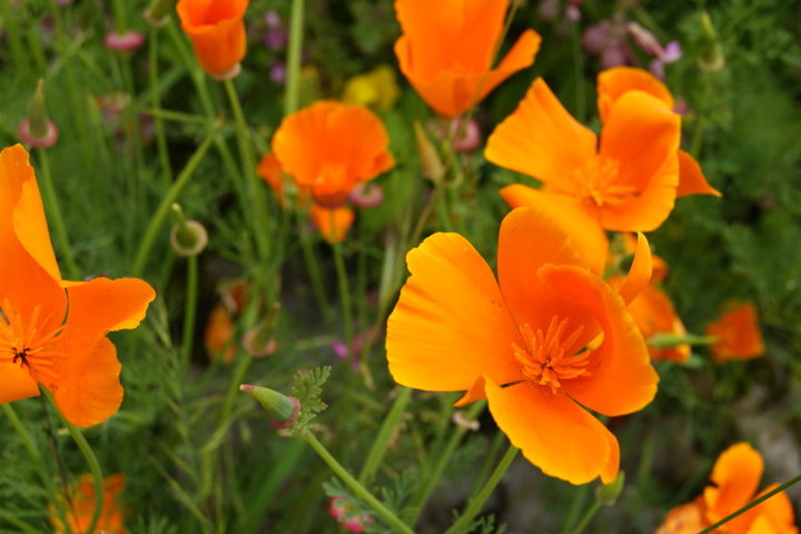 Pavot de Californie (Eschscholzia),