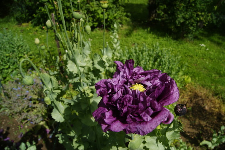 Pavot double violet