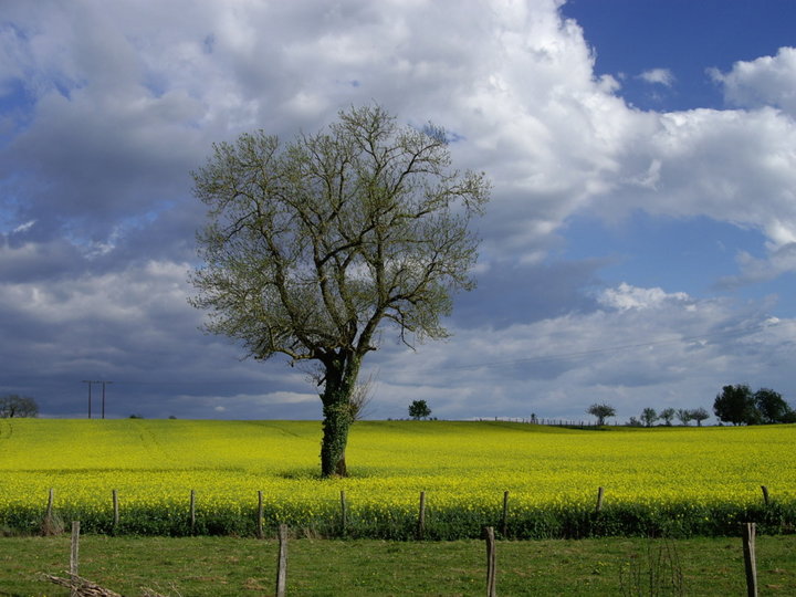 Paysage du primtemts