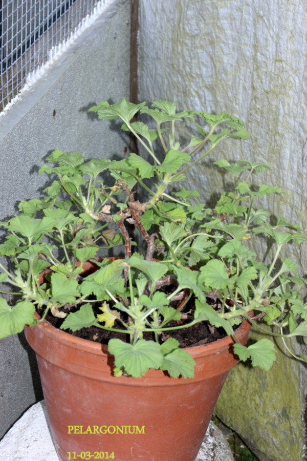 Pelargonium