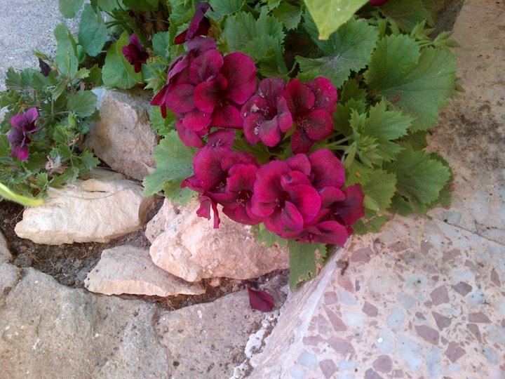 Pelargonium