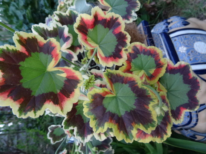 Pelargonium hortorum