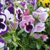 Fleurs