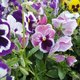Fleurs