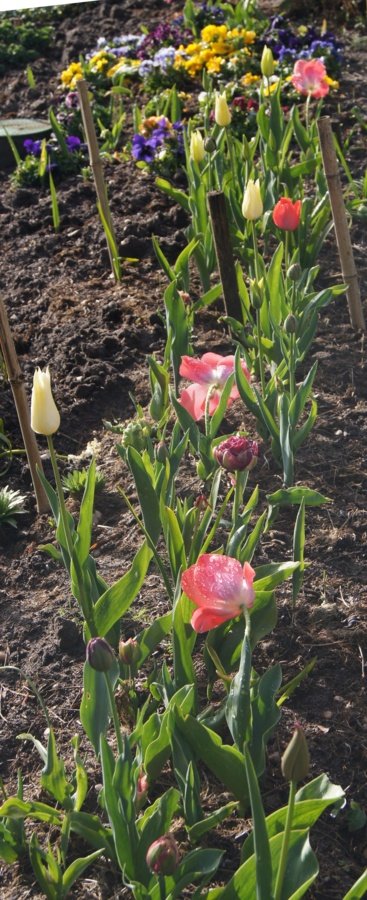 Pensées tulipes