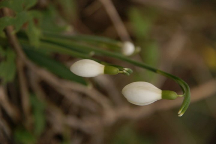 Perce neige ou  goutte de lait