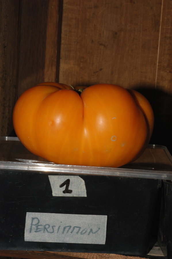 Persimmon