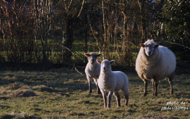 Petit mouton