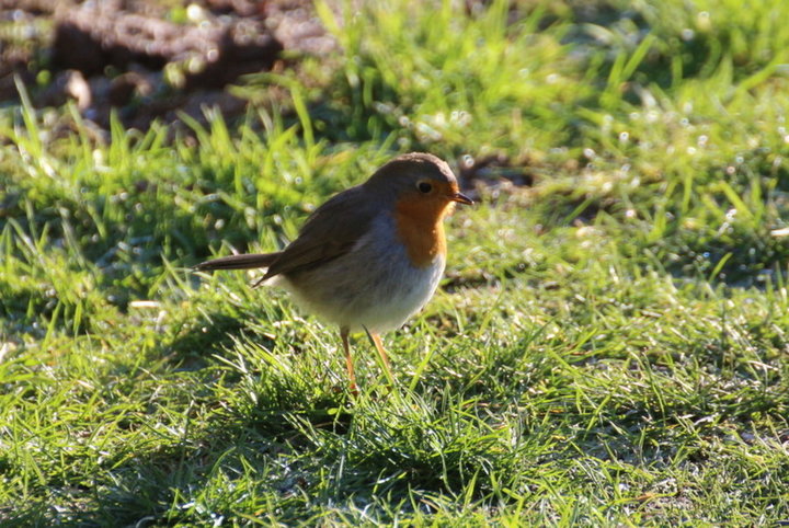 Petit rouge gorge