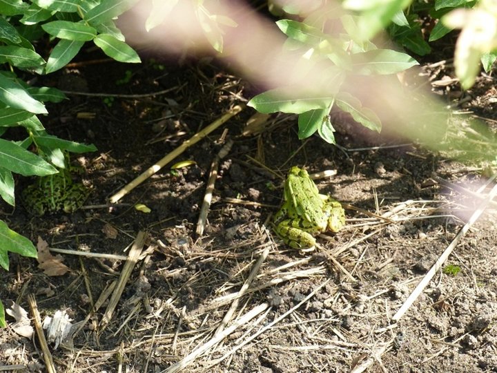 Petite grenouille verte.