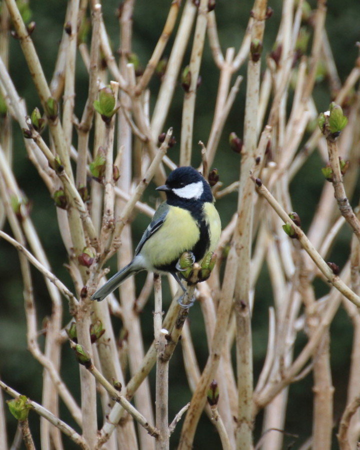 Petite mésange  