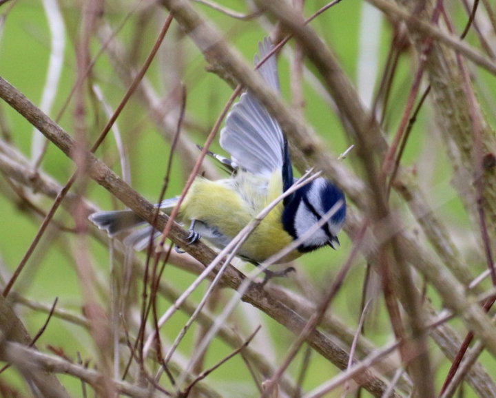 Petite mésange bleu