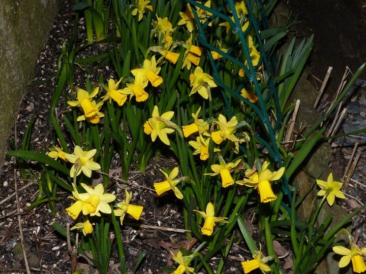 Petites jonquilles