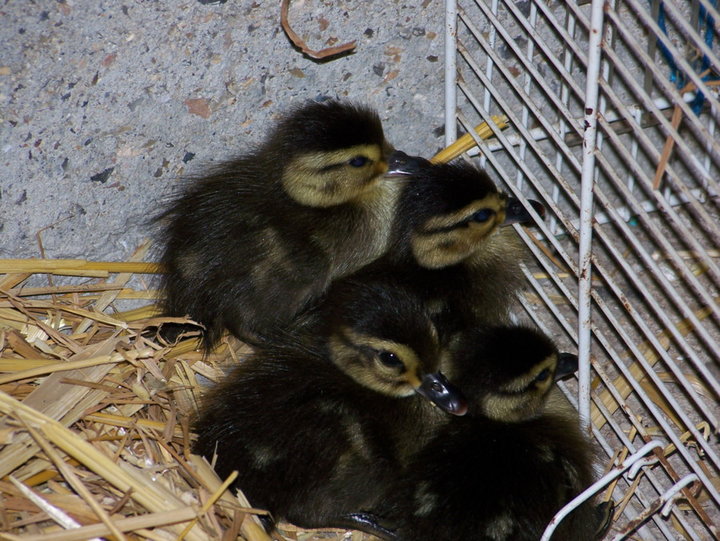 Petits canards carolin