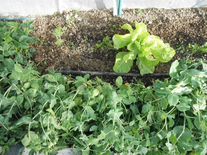 Petits pois dans la serre