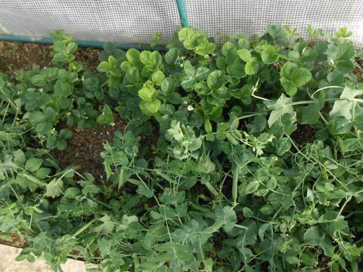 Petits pois et fraises