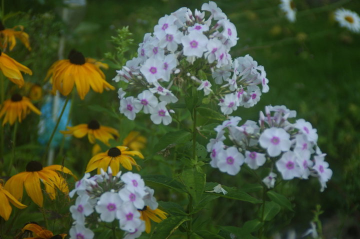 Phlox