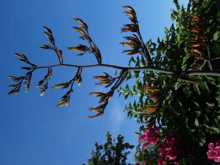 Phormium tenax