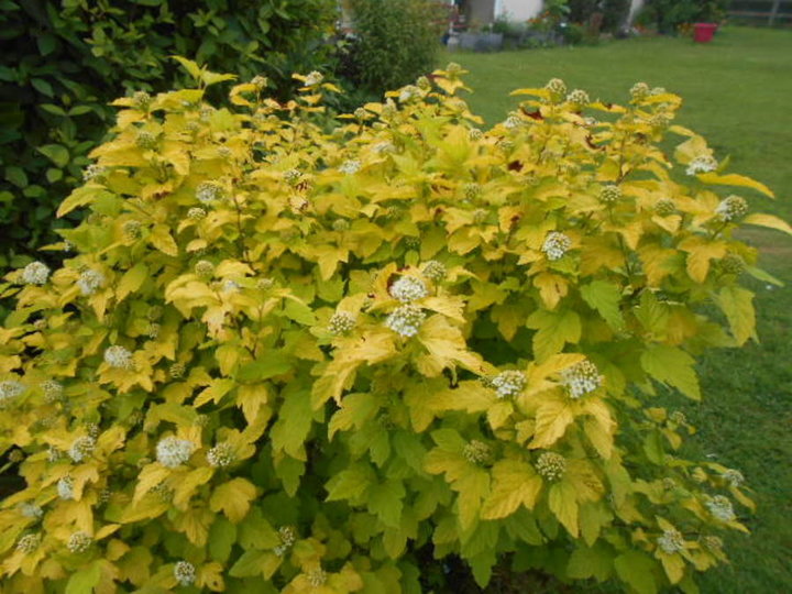 Physocarpus gold