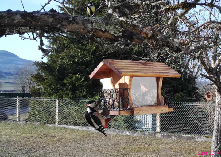 Pic Epeiche et Mésange charbonnière