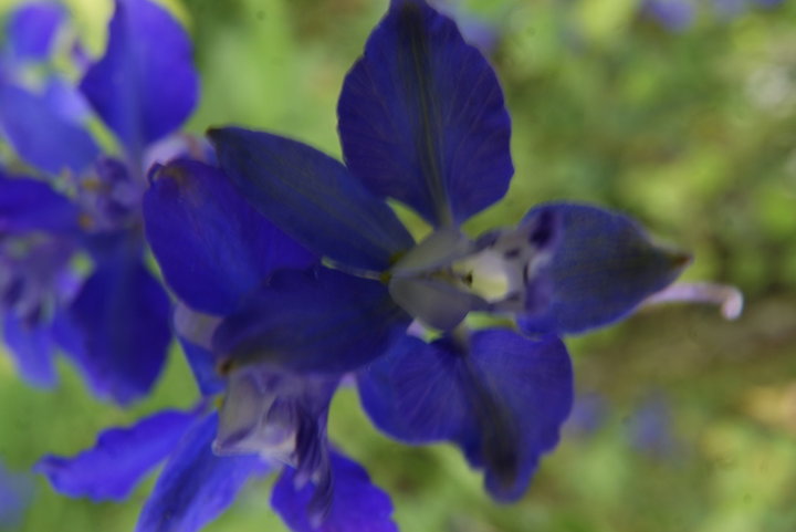 Pied d'alouette bleu