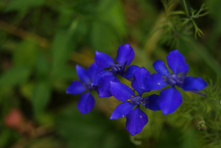 Pied d'alouette bleu