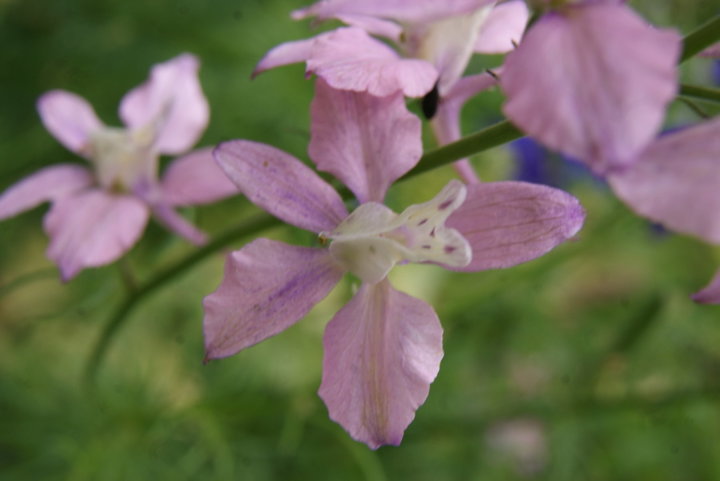 Pied d'alouette rose