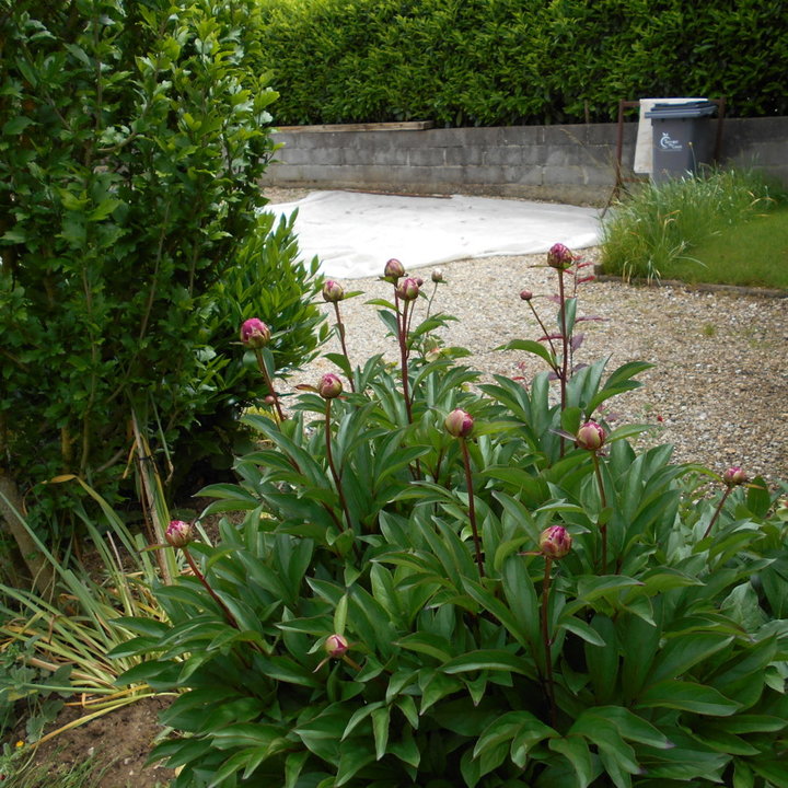 Pied de pivoines