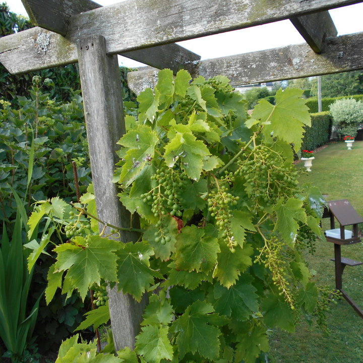 Pied de vigne