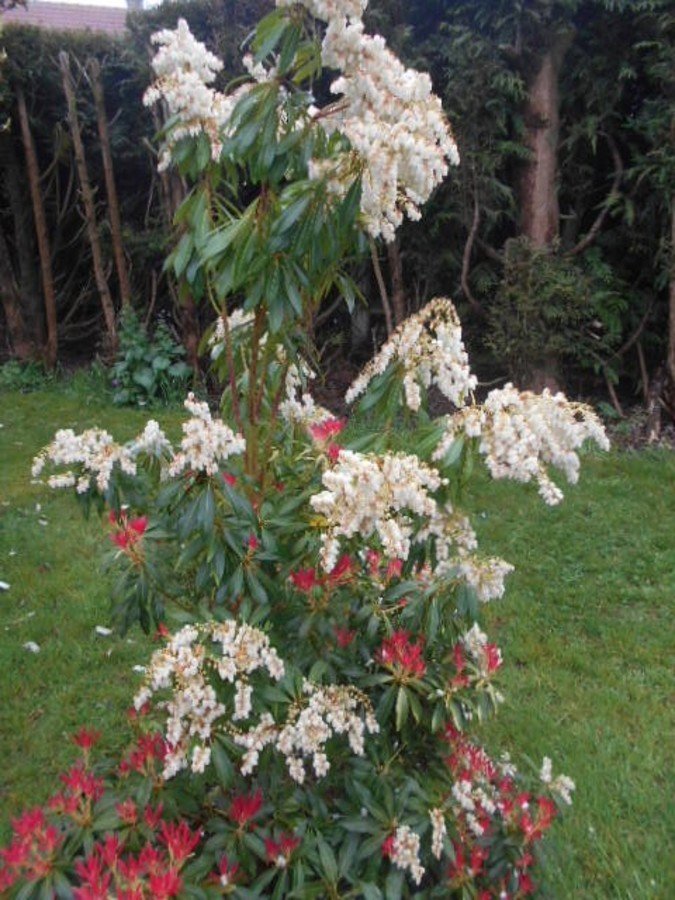 Pieris