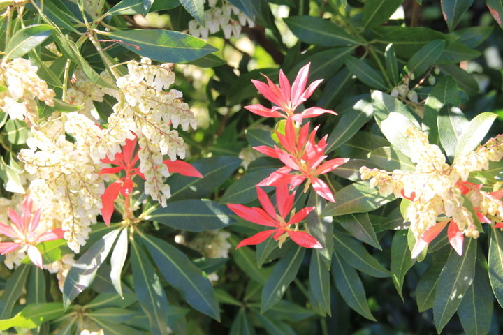 Pieris Japonica ou Andromède du Japon