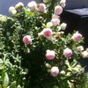 Nouvelle maison, et  aussi d&eacute;but de jardin