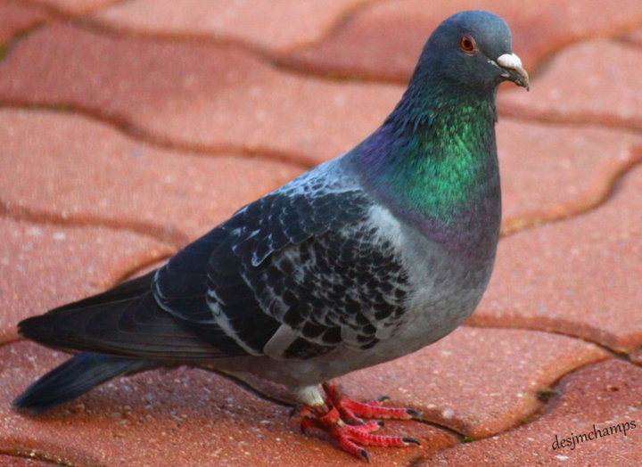 Pigeon