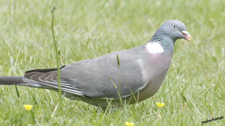 Pigeon Ramier