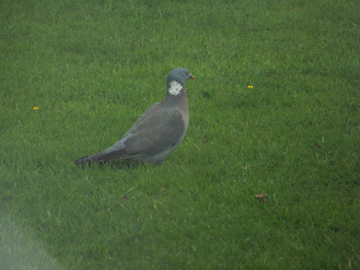 Pigeon ramier  (pigeon sauvage)