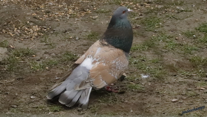 Pigeons Cauchois