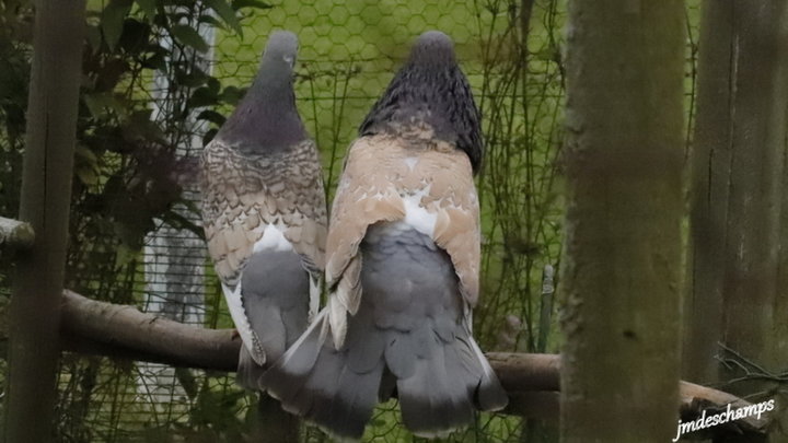 Pigeons Cauchois