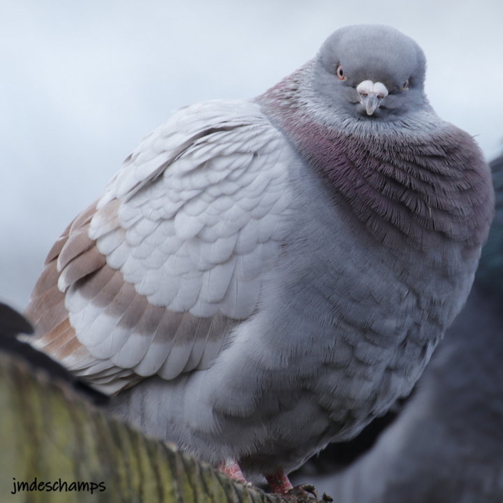 Pigeons Domestique