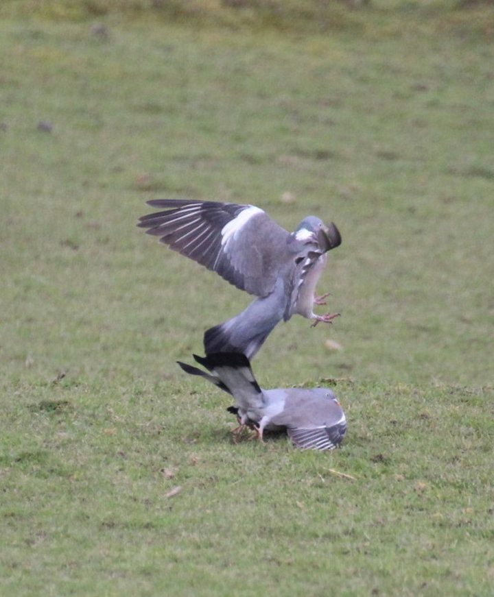 Pigeons ramiers