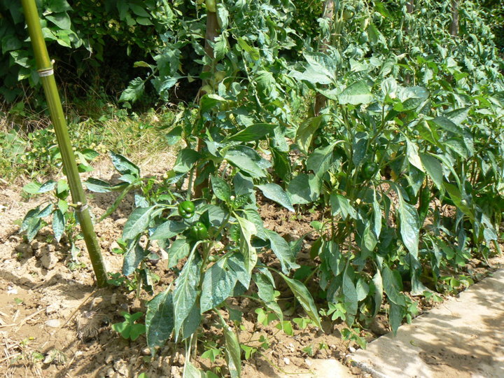 Piments verts.