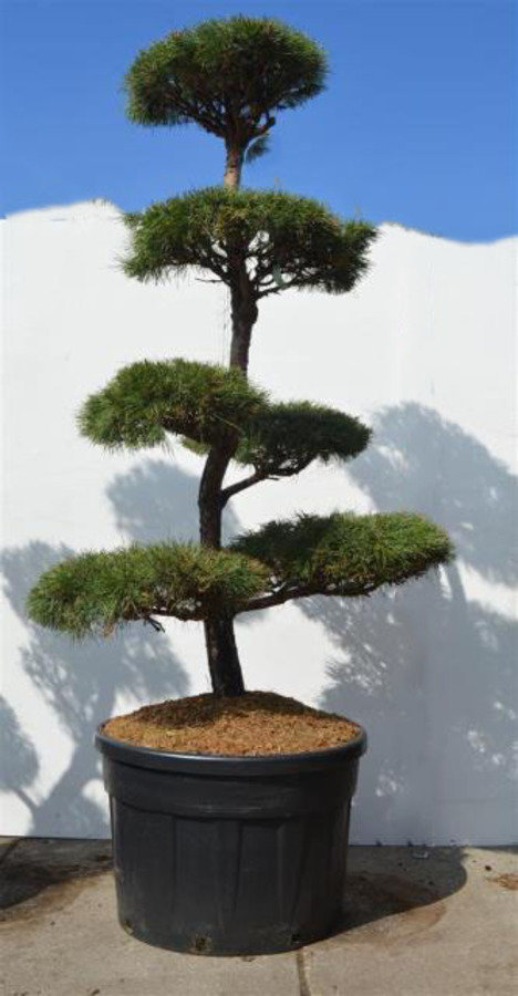 Pin sylvestre bonsai