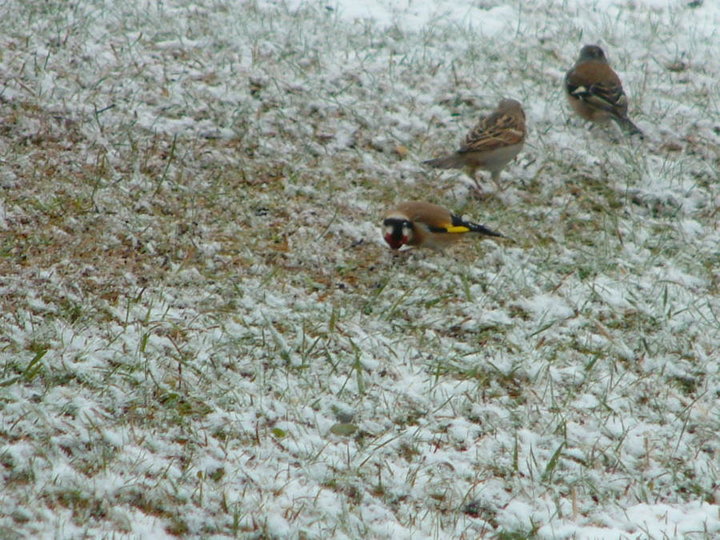 Pinson, Moineau et Chardonneret